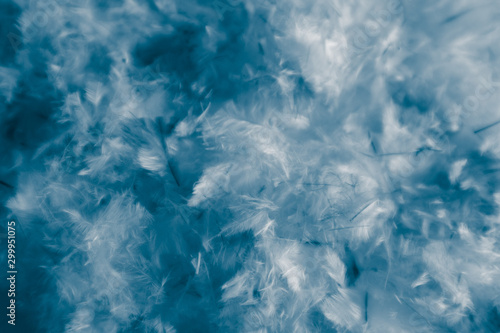 Beautiful abstract pink and purple feathers on darkness background and colorful soft white blue feather texture pattern