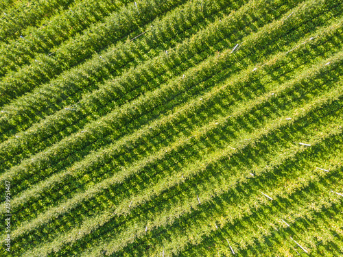 Aerial view of apple orchard. Large apple plantation in Val Venosta, Italy.