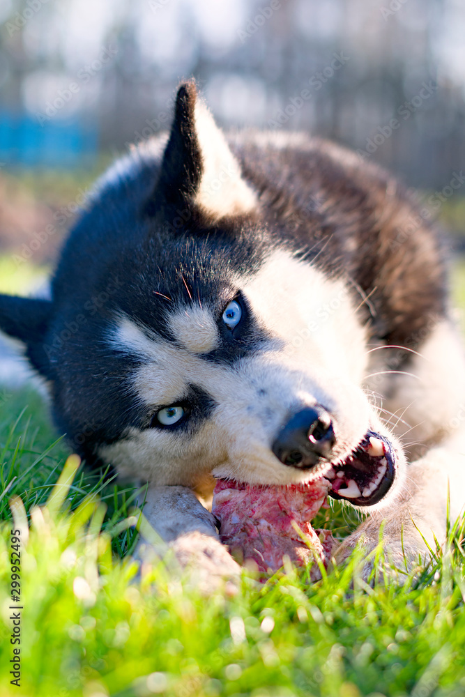 husky dog eat bone