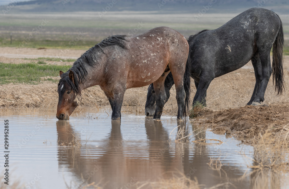 Fototapeta premium Wild Horses at a Waterhole in the Utah Desert