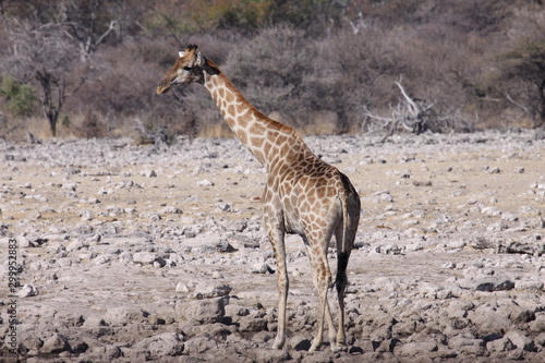 Photography Giraffe in Namibia