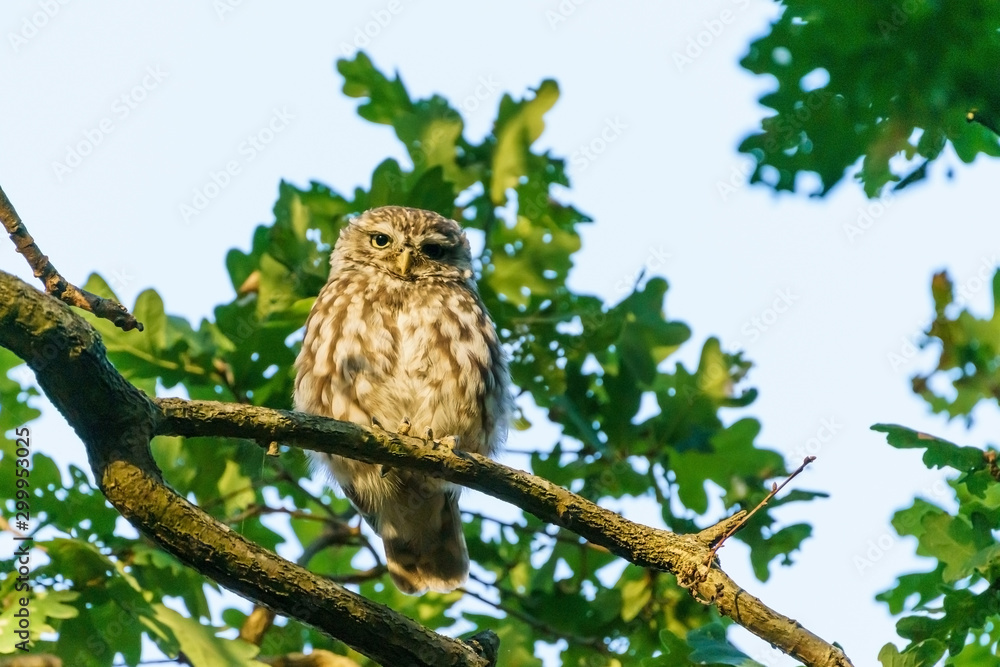 Little Owl (Athene noctua) perched on a branch in late evening, taken in the UK Little Owl (Athene noctua) perched on a branch in late evening, taken in the UK