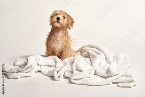 Obraz na płótnie puppy playing on a towel after bathing on a white background w salonie