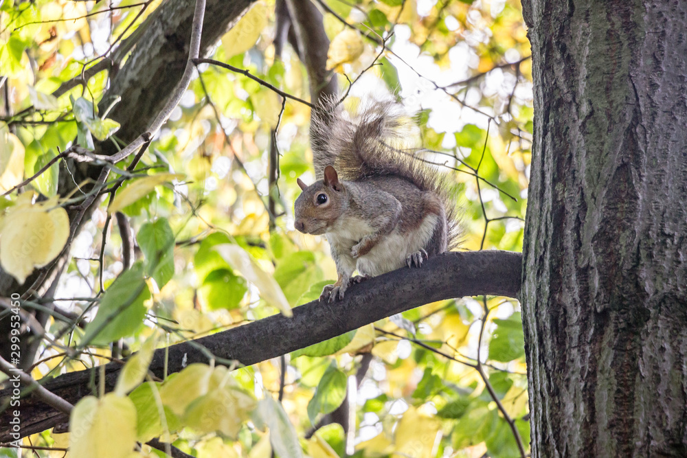 Fototapeta premium cute wild gray squirrel on tree branch