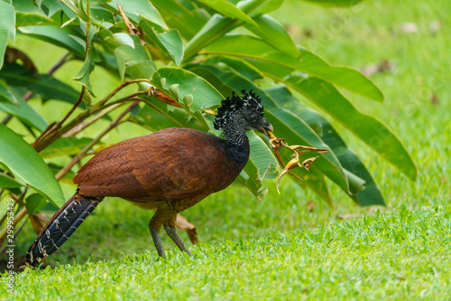 Great Curassow (Crax rubra) female, taken in Costa Rica photo