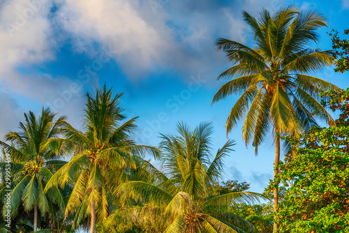 Fototapeta Naklejka Na Ścianę i Meble -  Coconut palm tree under blue sky. Travel tropical background.
