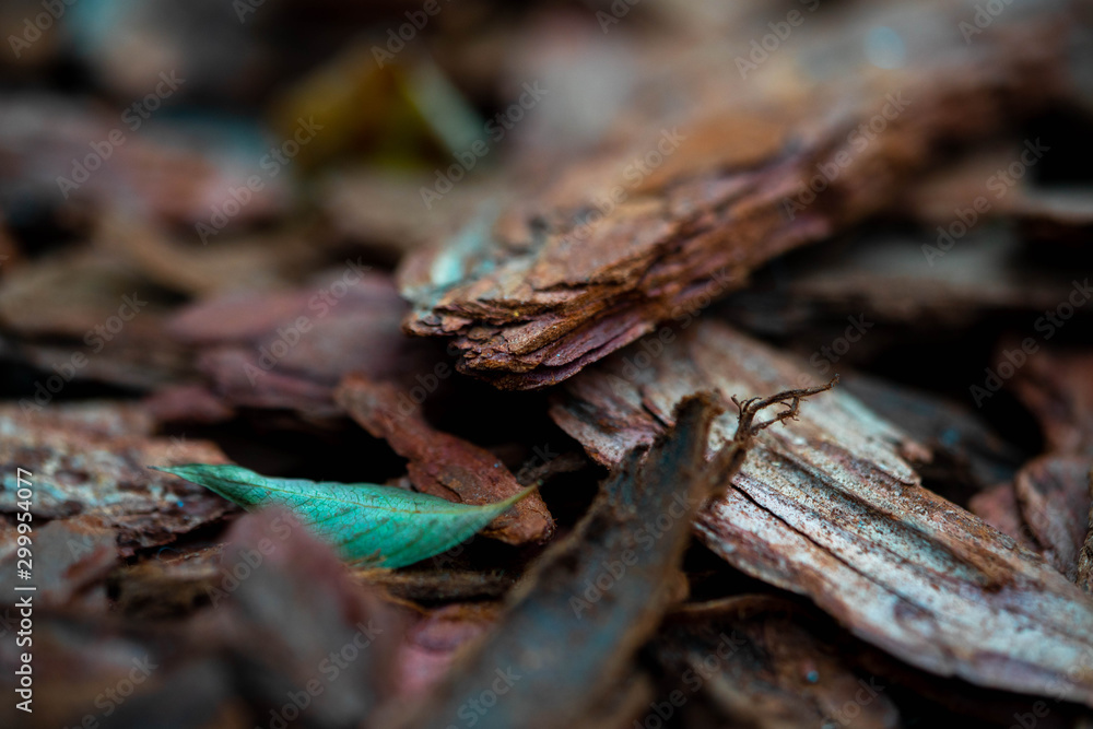 Macro photo of dry twigs with blurred background, Macro photo of dry twigs with blurred background,