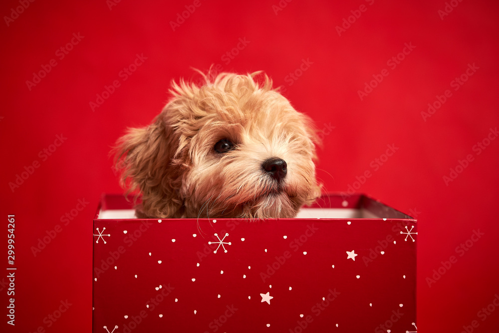 little cute puppy sits in a gift box on red background