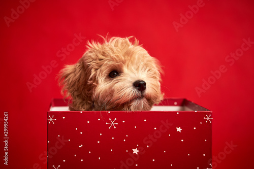 Obraz na płótnie little cute puppy sits in a gift box on red background w salonie