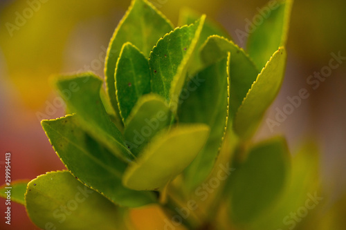 Macro photo of vivid bright and colorful green plant