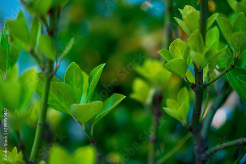 Macro photo of vivid bright and colorful green plant