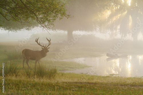 Red Deer (Cervus elaphus) next to a pond at sunrise, taken in England