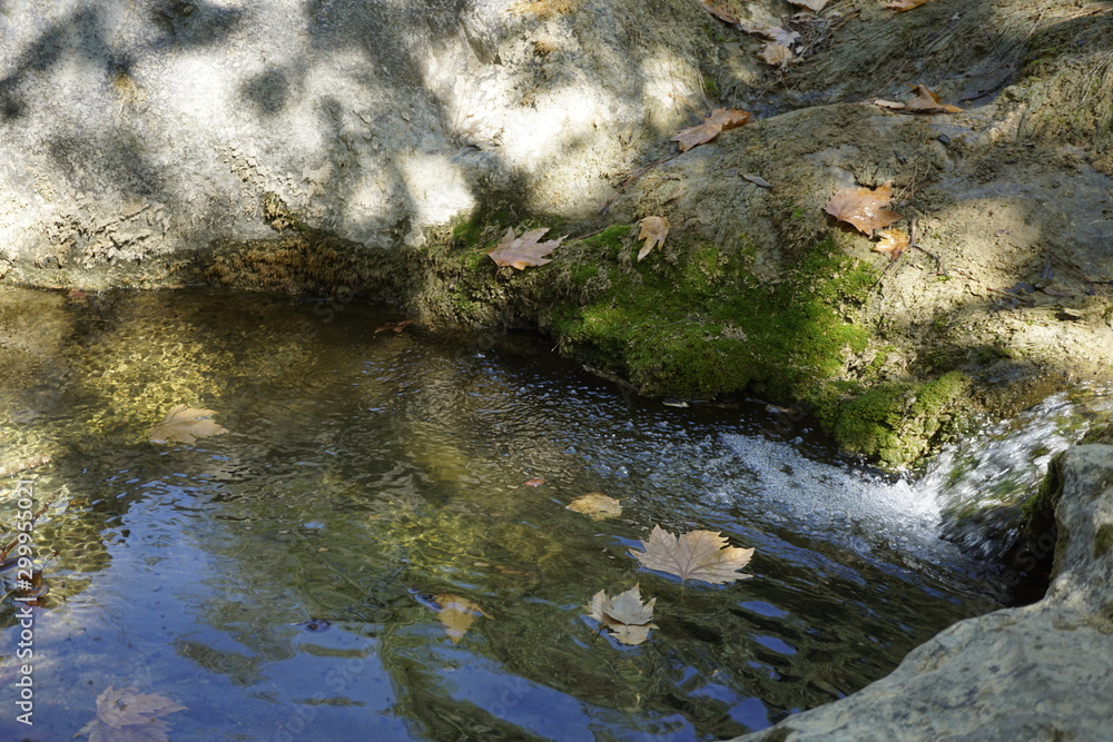 stream in forest stream in forest