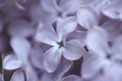 Blurred abstract background with lilac flowers