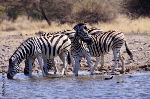 Four zebras drinking at water hole