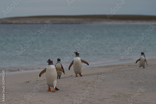 Gentoo Penguins  Pygoscelis papua  emerging from the sea onto a large sandy beach on Bleaker Island in the Falkland Islands.