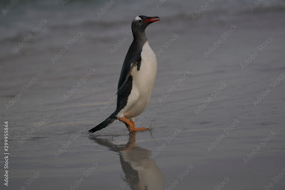 Naklejka premium Gentoo Penguins (Pygoscelis papua) emerging from the sea onto a large sandy beach on Bleaker Island in the Falkland Islands.