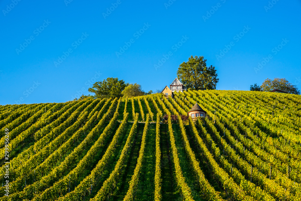 Germany, Green rows of a vineyard on grafenberg in schorndorf in warm evening sunlight in autumn season