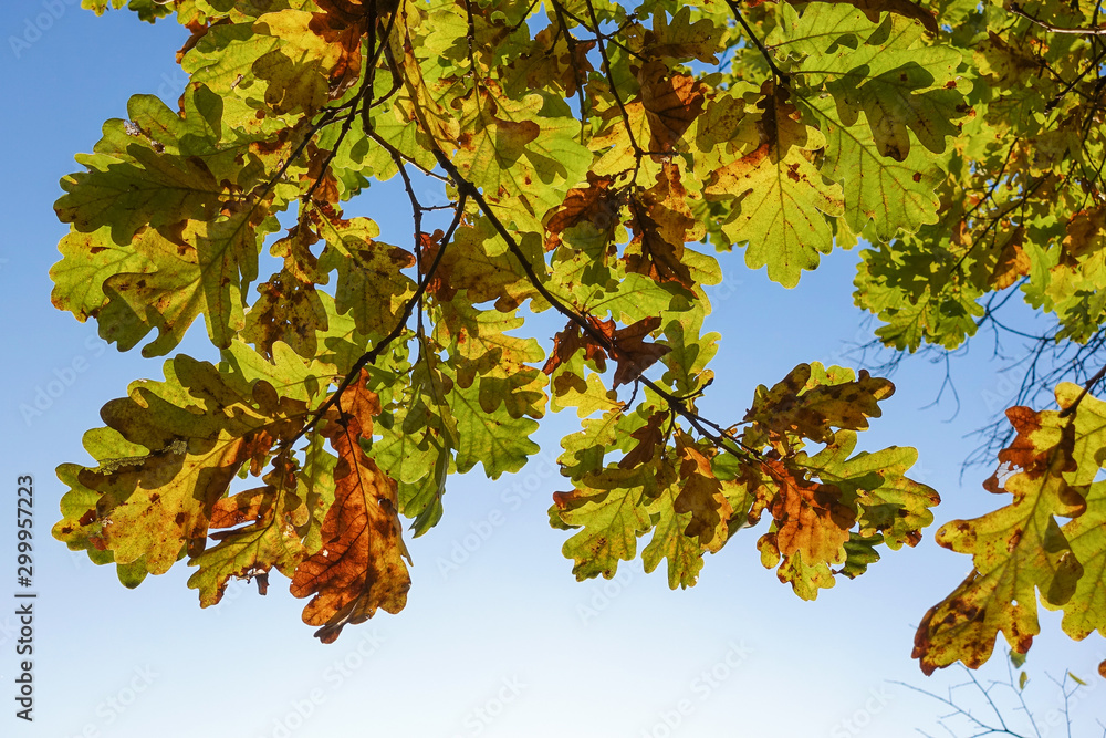 Beautiful autumn background. Colorful autumn oak leaves. Beautiful autumn background. Colorful autumn oak leaves.