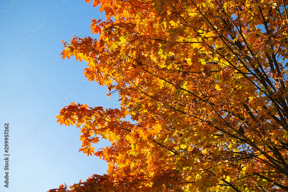 Fall yellow maple leaves in the blue sky Fall yellow maple leaves in the blue sky