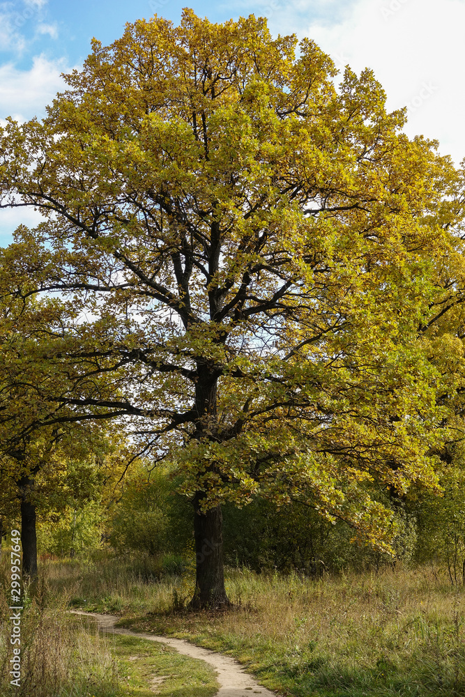 Big beautiful oak in a clearing in the forest