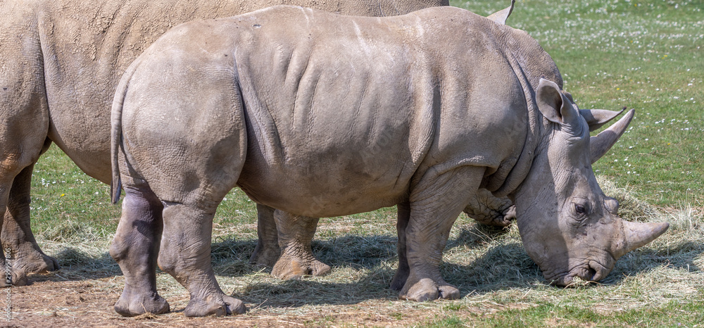 Fototapeta premium Rhino Feeding