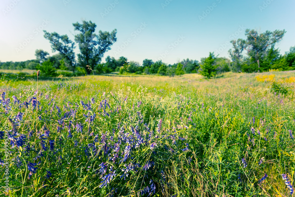 beautiful summer forest glade with flowers, summer outdoor scene