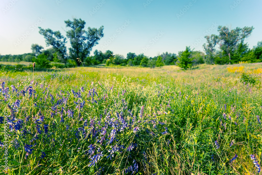beautiful summer forest glade with flowers, summer outdoor scene beautiful summer forest glade with flowers, summer outdoor scene