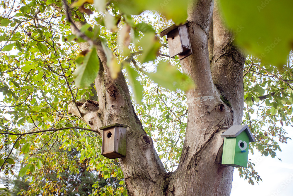 various birdhouses hanging on green tree in nature, closeup various birdhouses hanging on green tree in nature, closeup
