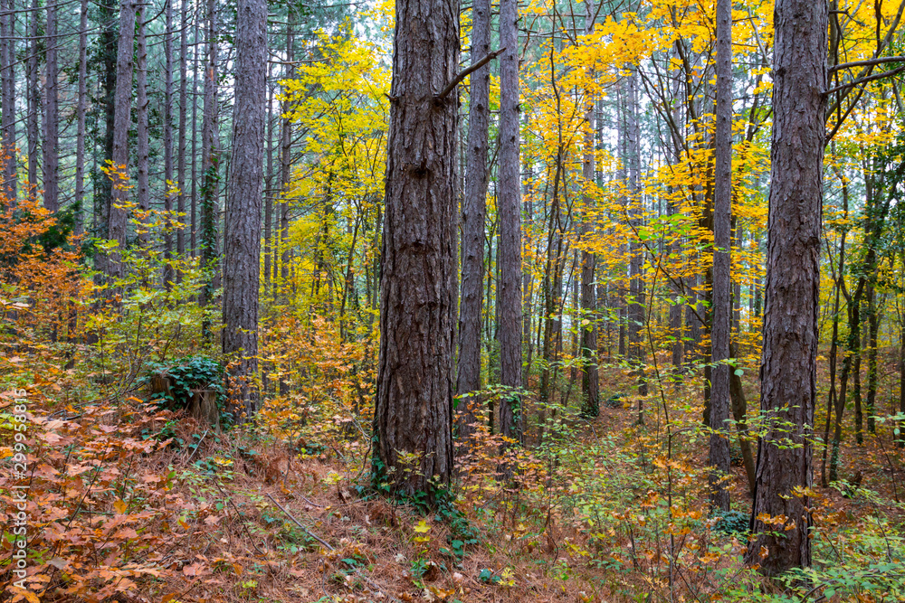 beautiful autumn forest on a mount slope