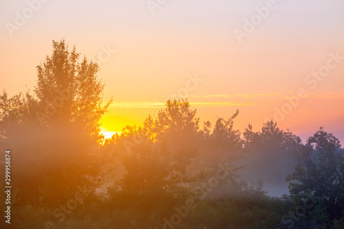 misty summer forest glade at the sunrise, outdoor background