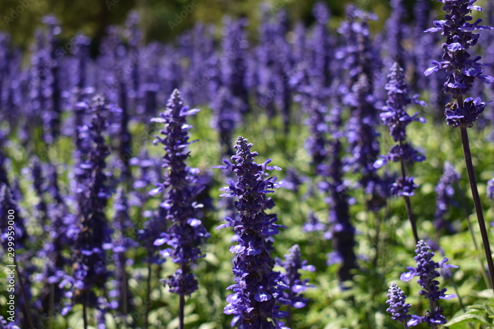 Obraz premium Lavanda