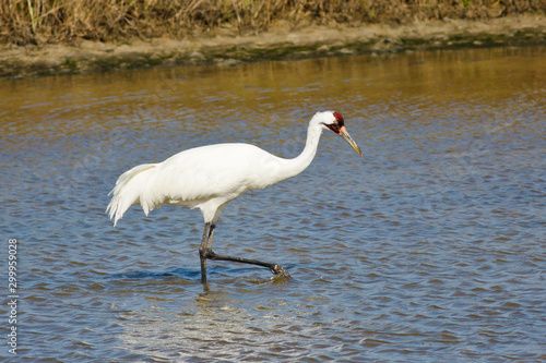 Foto Whooping Crane (Grus americana) on the wintering grounds in South Texas