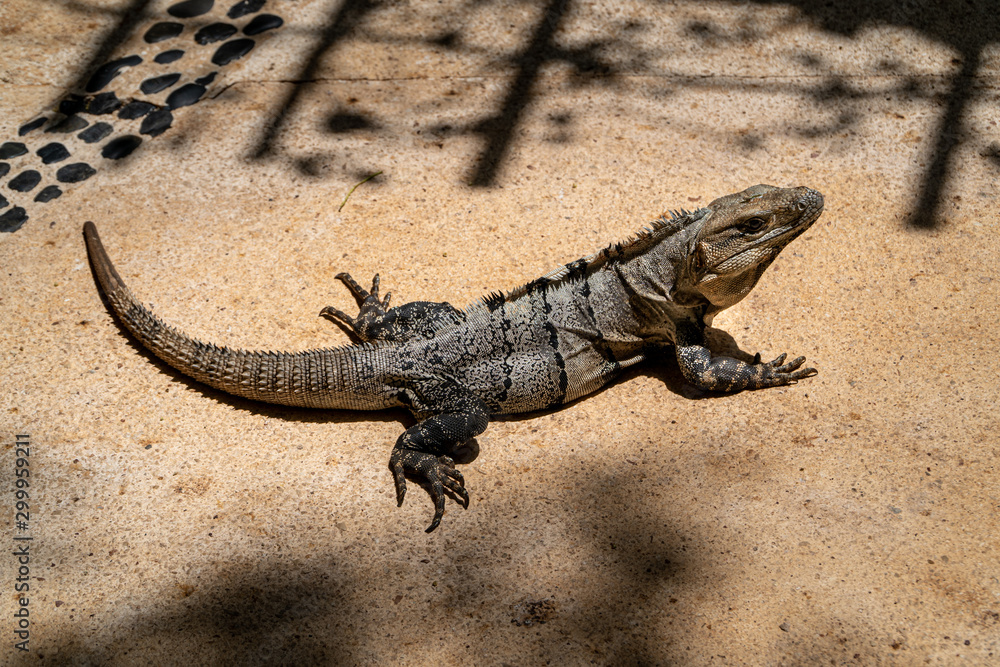 Close-up portrait of a resting Iguana in Mexico. Close-up portrait of a resting Iguana in Mexico.