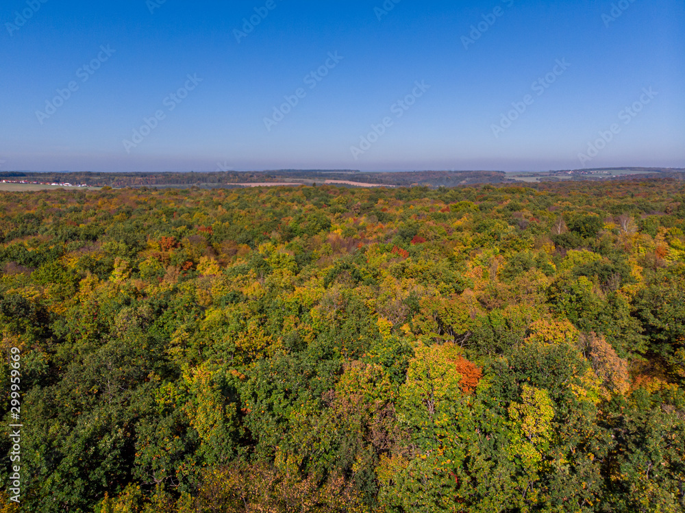 Beautiful green, orange and red autumn forest in Germany from above