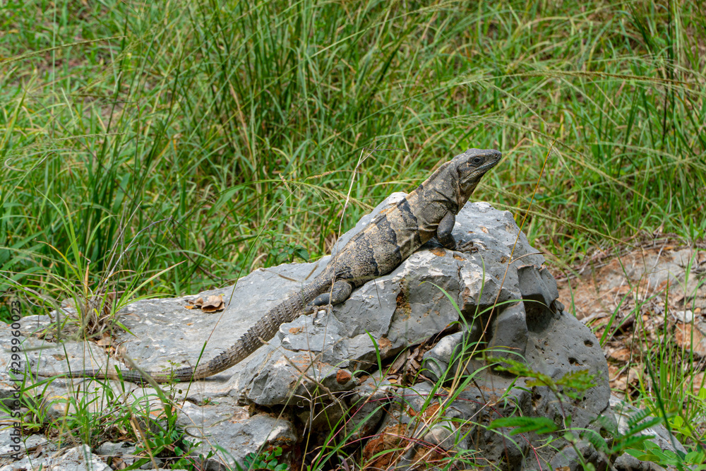 Close-up portrait of a resting Iguana in Mexico. Close-up portrait of a resting Iguana in Mexico.