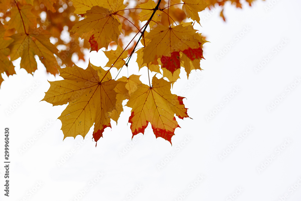 Yellow fall maple leaves against the sky. Indian summer or Autumn mood scene. Tilt-shift effect. Selective focus photography. Blurred seasonal nature background with copy space for text. Yellow fall maple leaves against the sky. Indian summer or Autumn mood scene. Tilt-shift effect. Selective focus photography. Blurred seasonal nature background with copy space for text.
