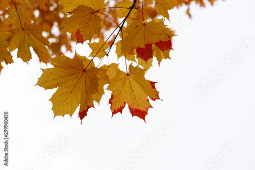 Yellow fall maple leaves against the sky. Indian summer or Autumn mood scene. Tilt-shift effect. Selective focus photography. Blurred seasonal nature background with copy space for text.