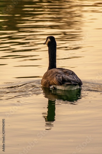 canada goose in the water © Kurt