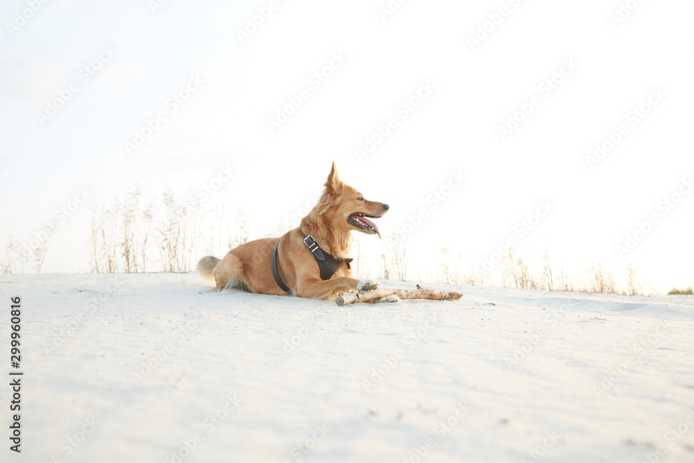 A dog lying on sand with a wooden stick on sunset A dog lying on sand with a wooden stick on sunset