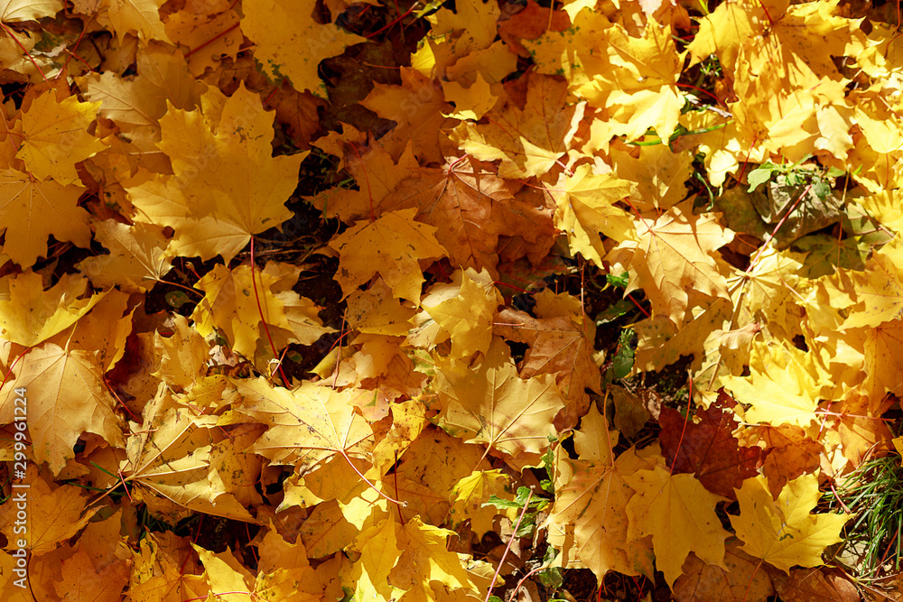Autumn yellow maple leaves on the ground soft focus photography. Natural fall pattern background. City park in sunny autumn day.