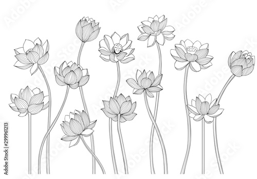 Black and white Lotus flowers isolated vector drawing. Botanical illustration.