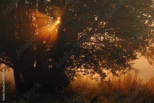 sunset in forest