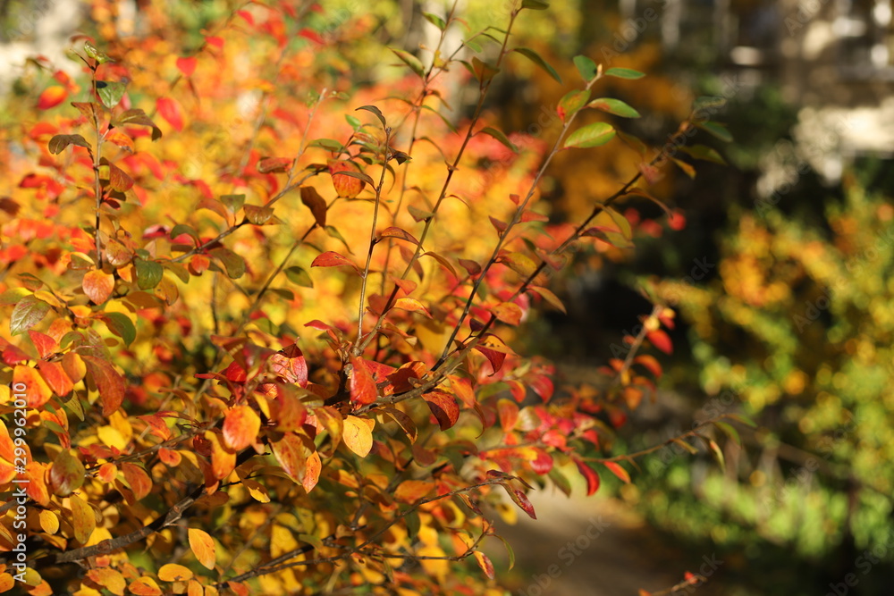 Bust with colorful leaves. Autumnal city park on a sunny day. Autumn mood scene. Selective focus photography. Bright fall background. Bust with colorful leaves. Autumnal city park on a sunny day. Autumn mood scene. Selective focus photography. Bright fall background.