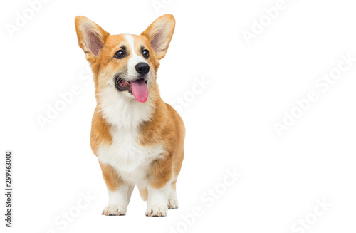 puppy looks on an isolated background, welsh corgi