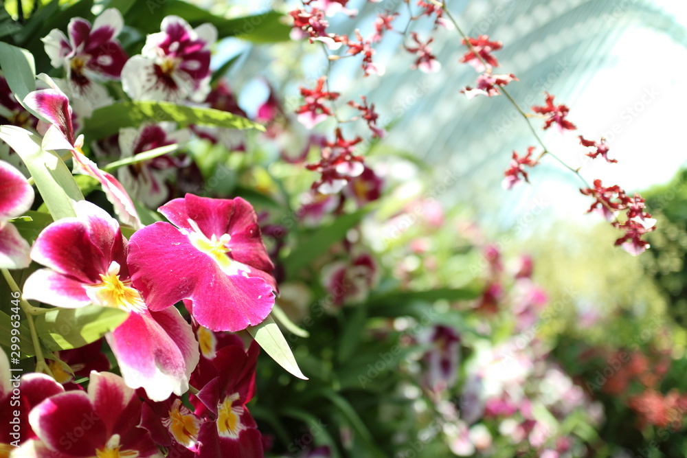 Orchid flowers in Cloud Forest, Garden by the Bay, Singapore