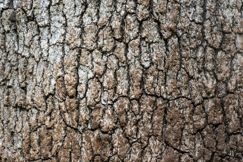 Wood texture and background of an oak tree, Quercus lobar