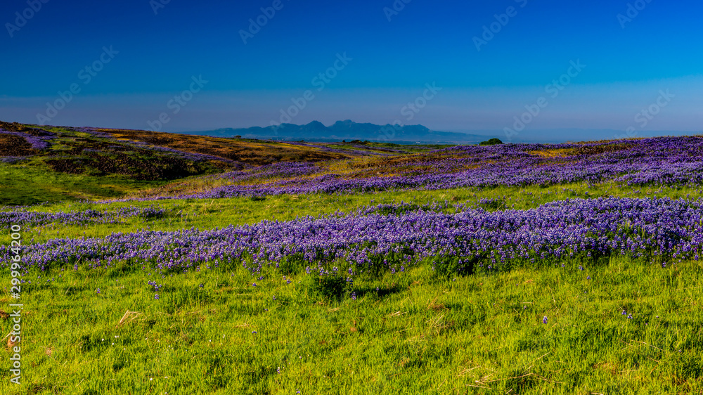 Fototapeta premium North Table mountain landscape with a predominance of lupinus and sutler buttes in the background on a cloudless sky day, Oroville, California, USA