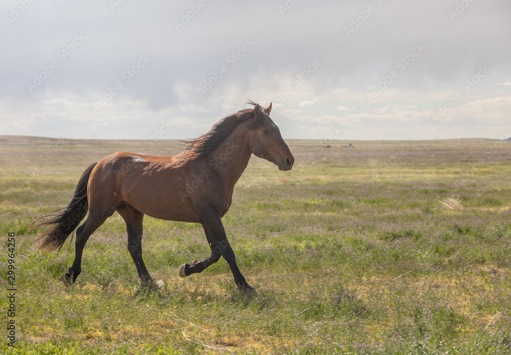 Beautiful Wild Horse in the Utah desert in spring Beautiful Wild Horse in the Utah desert in spring
