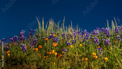 Lupine and california poppy flowerbed against the blue sky